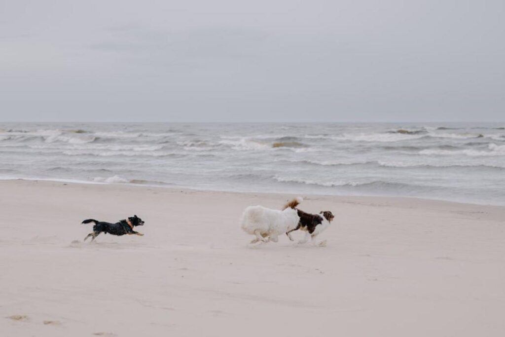 can genrodot game run