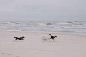 can genrodot game run