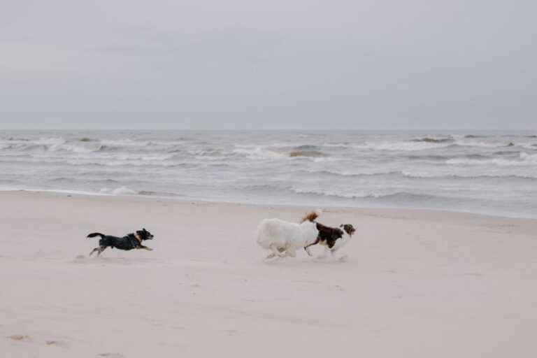 can genrodot game run